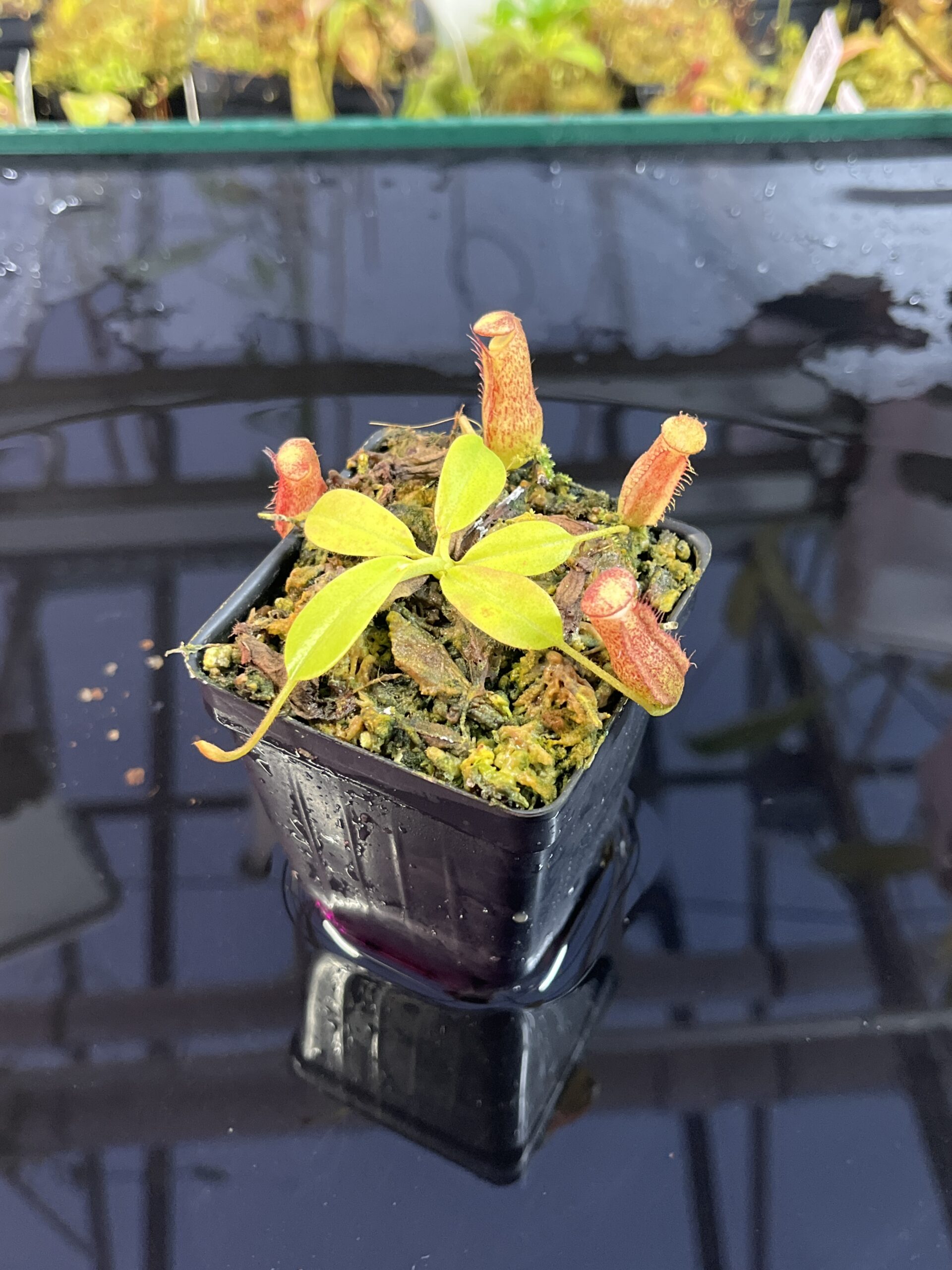 Close Up of Nepenthes maxima x villosa | Jeremiah Harris | Assorted Clones | | -375 | IN25730