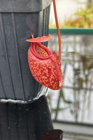 Close Up of Nepenthes merrilliana x aristolochioides | Borneo Exotics | BE-3877 | IN25637