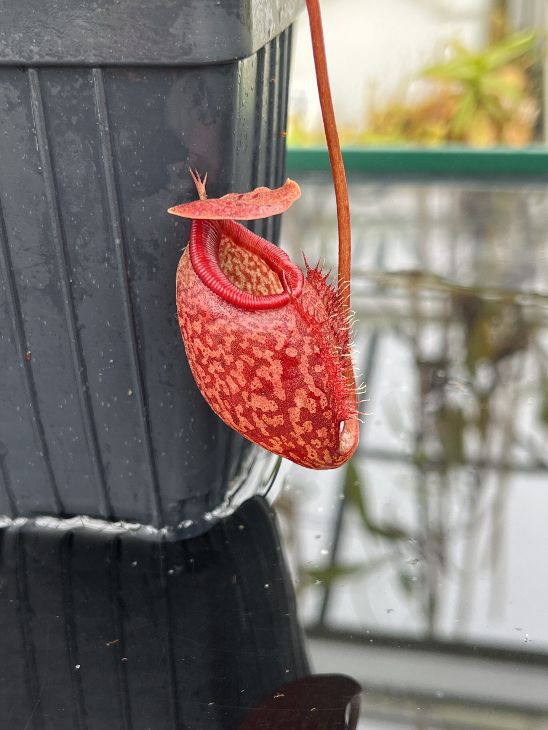 Close Up of Nepenthes merrilliana x aristolochioides | Borneo Exotics | BE-3877 | IN25637