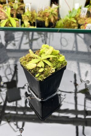 Close Up of Nepenthes mirabilis var. globosa | Borneo Exotics | BE-3928 | L25651