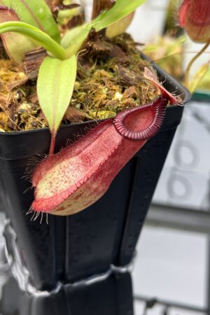 Close Up of Nepenthes mirabilis var. globosa x hamata | Borneo Exotics | BE-3685 | IN25716
