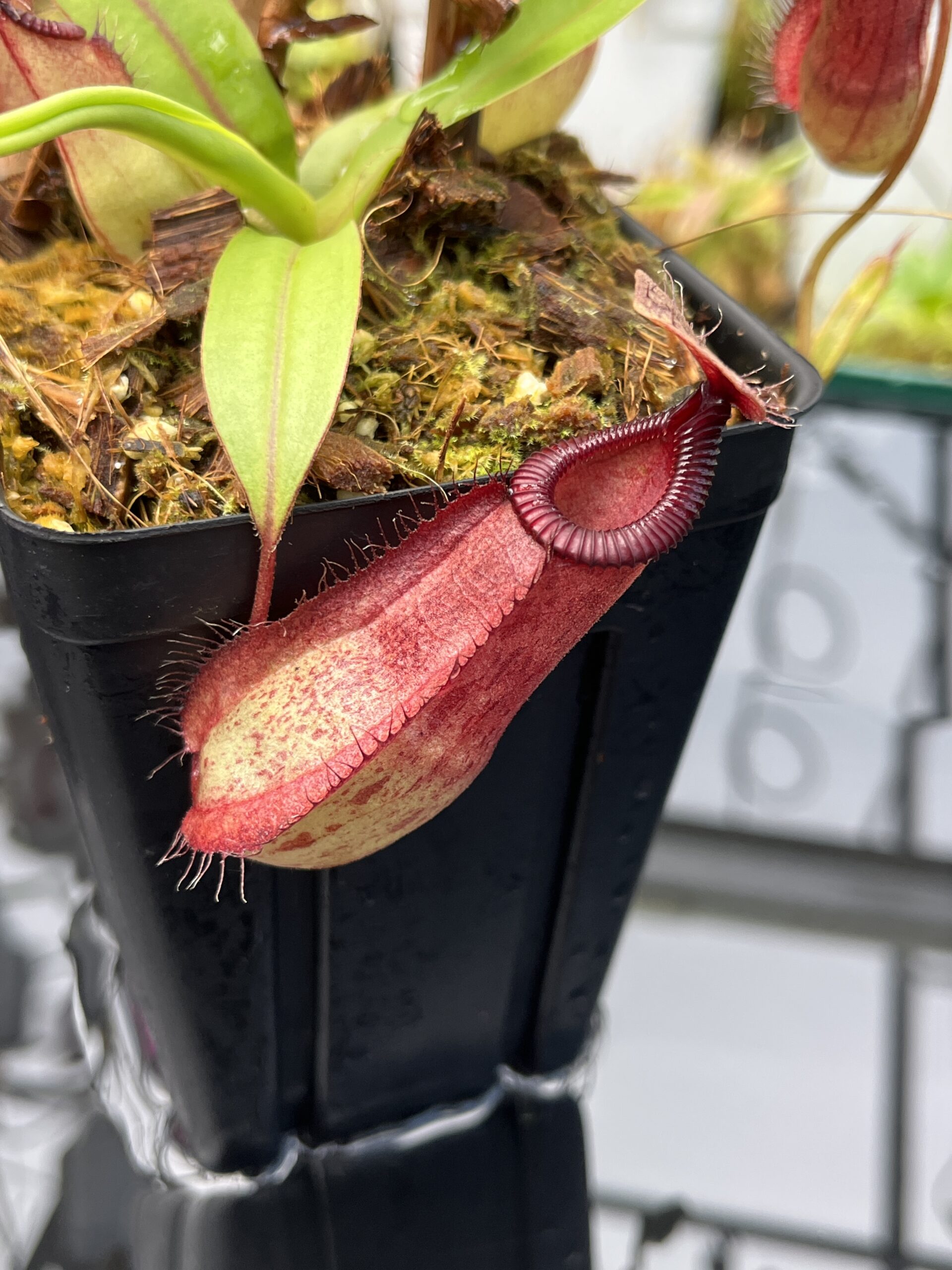 Close Up of Nepenthes mirabilis var. globosa x hamata | Borneo Exotics | BE-3685 | IN25716