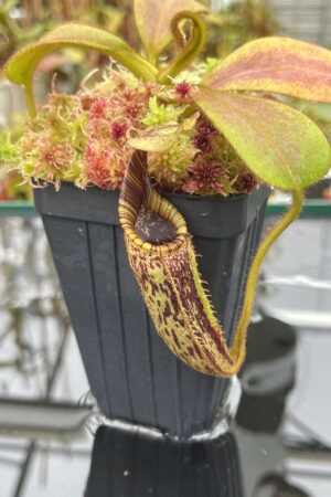 Close Up of Nepenthes mollis | Borneo Exotics | BE-3921 | H25863