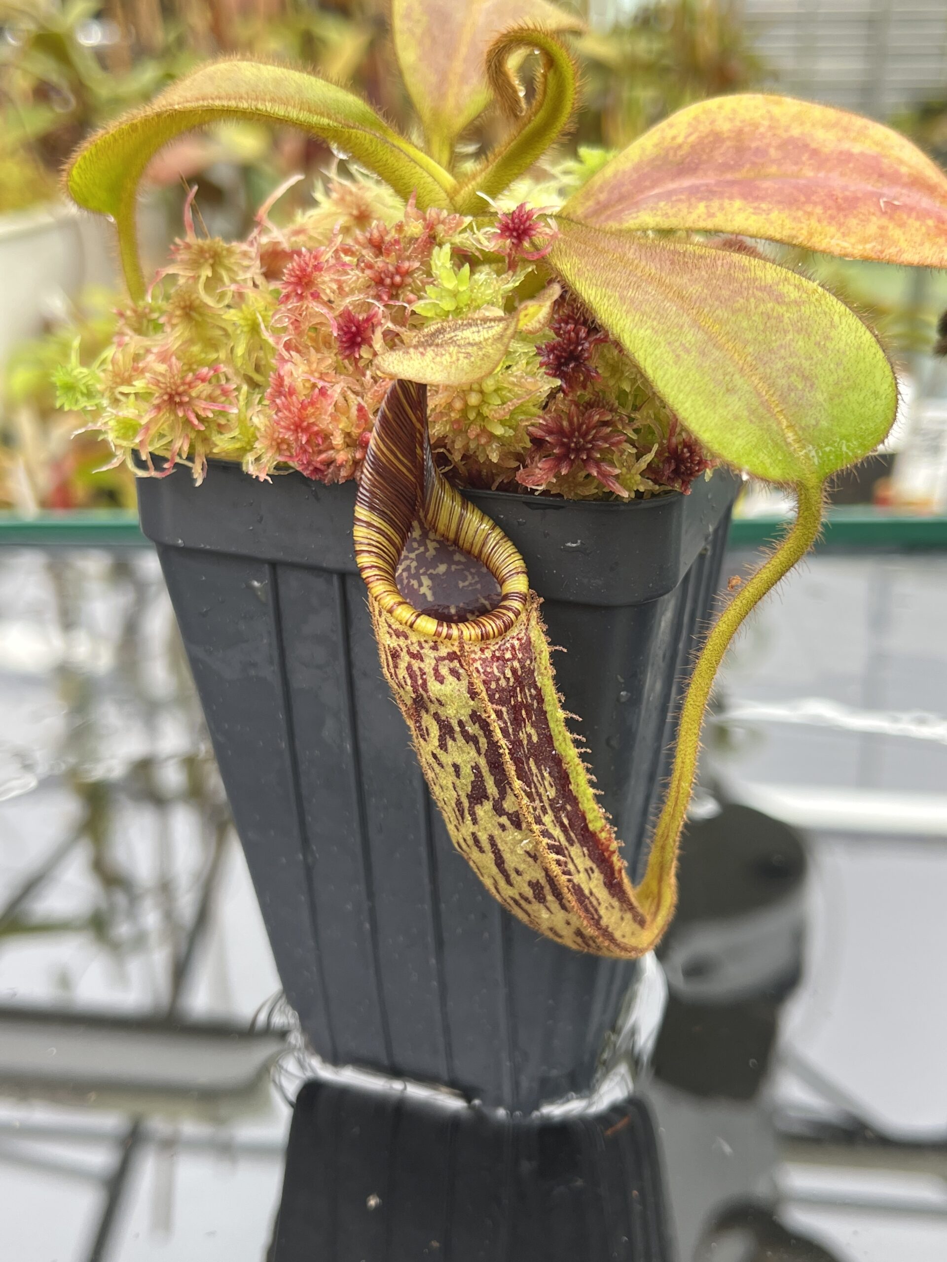 Close Up of Nepenthes mollis | Borneo Exotics | BE-3921 | H25863
