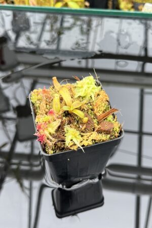 Close Up of Nepenthes mollis ('Tricolor' x Jeff Shafer Clone) | Francis Bauzon | FB-343.01 | H25950
