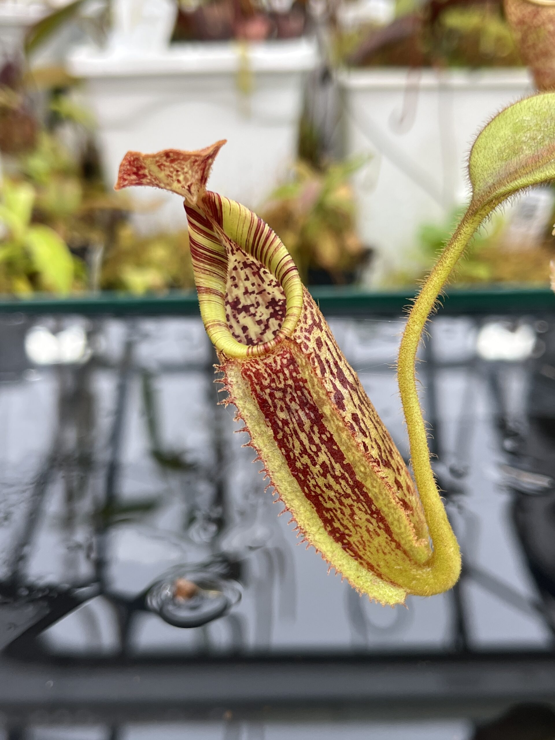Close Up of Nepenthes mollis x eymae | MKS | Florae | Seed Grown | Florae Collaborative | FC-446.00 | IN25761