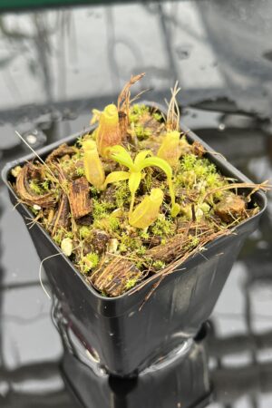 Close Up of Nepenthes naga x flava | JH | Jeremiah Harris | JH-466 | H25687