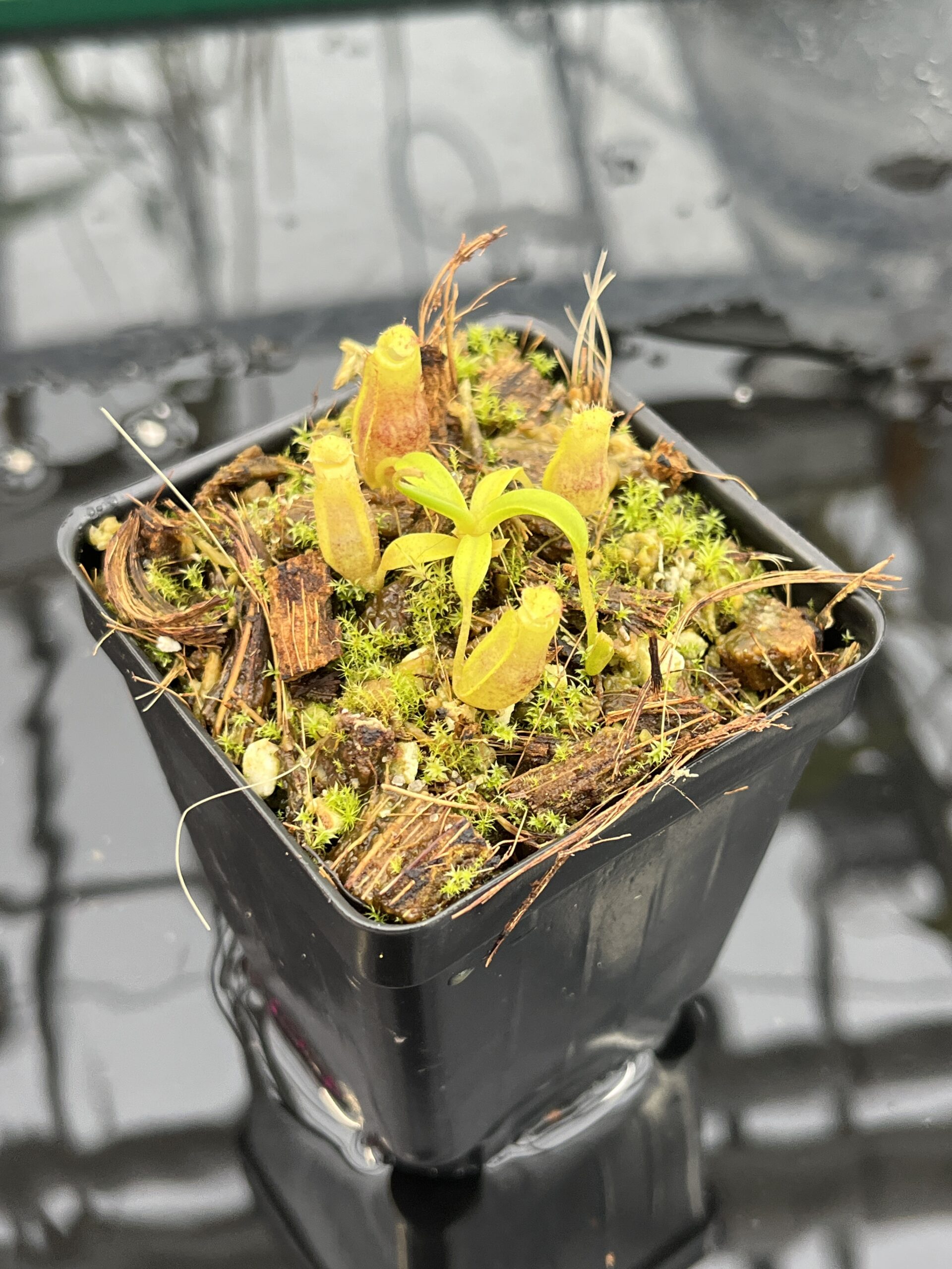 Close Up of Nepenthes naga x flava | JH | Jeremiah Harris | JH-466 | H25687