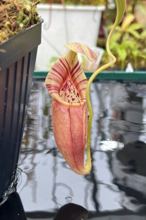 Close Up of Nepenthes ovata | Borneo Exotics | BE-3919 | H25824