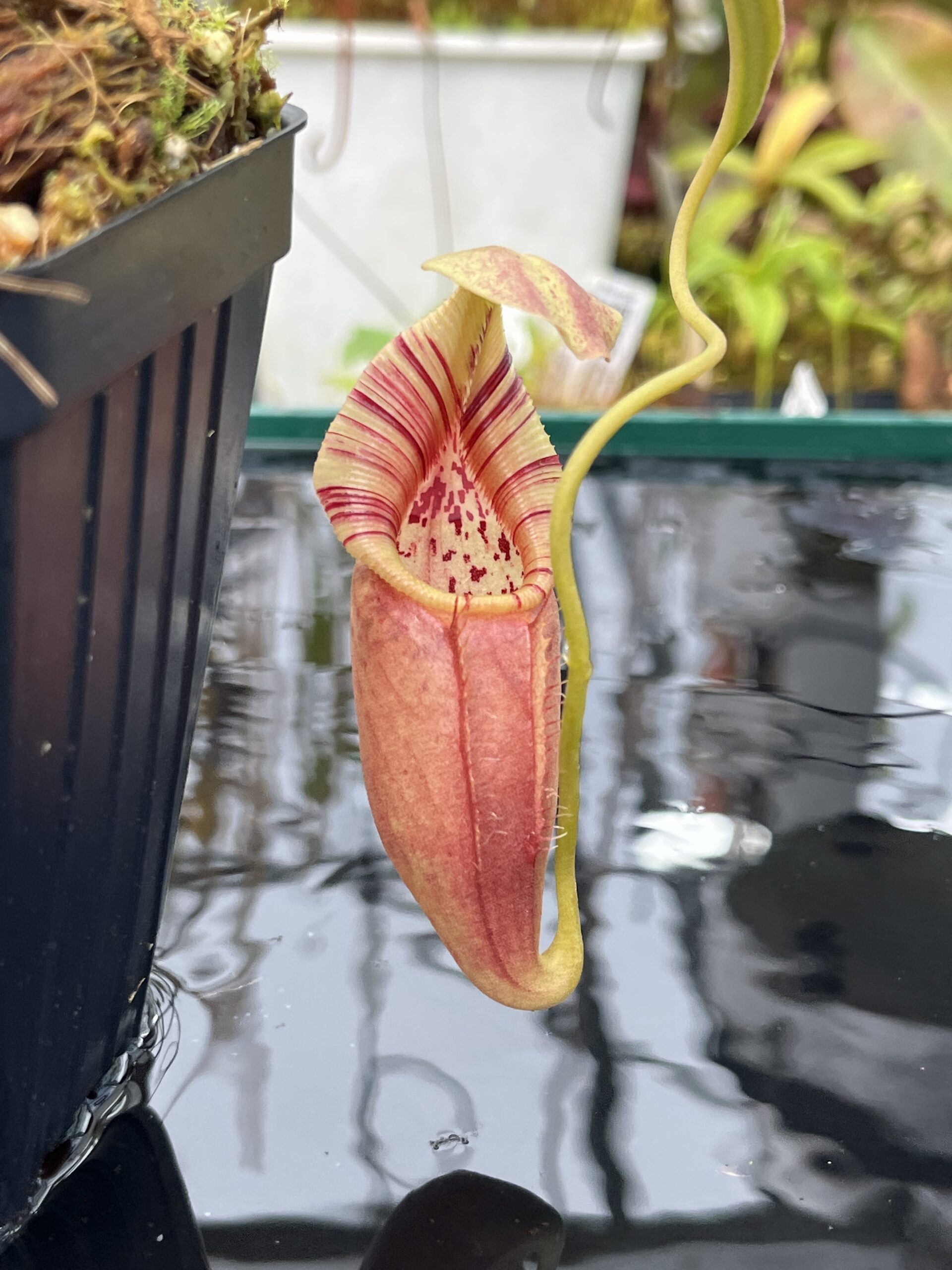 Close Up of Nepenthes ovata | Borneo Exotics | BE-3919 | H25824