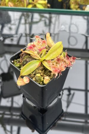 Close Up of Nepenthes palawanensis x peltata | Florae Collaborative | FC-393 | IN25911