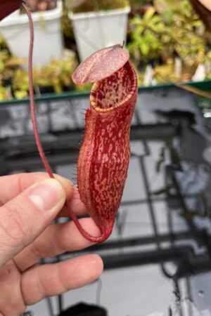 Close Up of Nepenthes peltata | Borneo Exotics | BE-4613 | IN25719