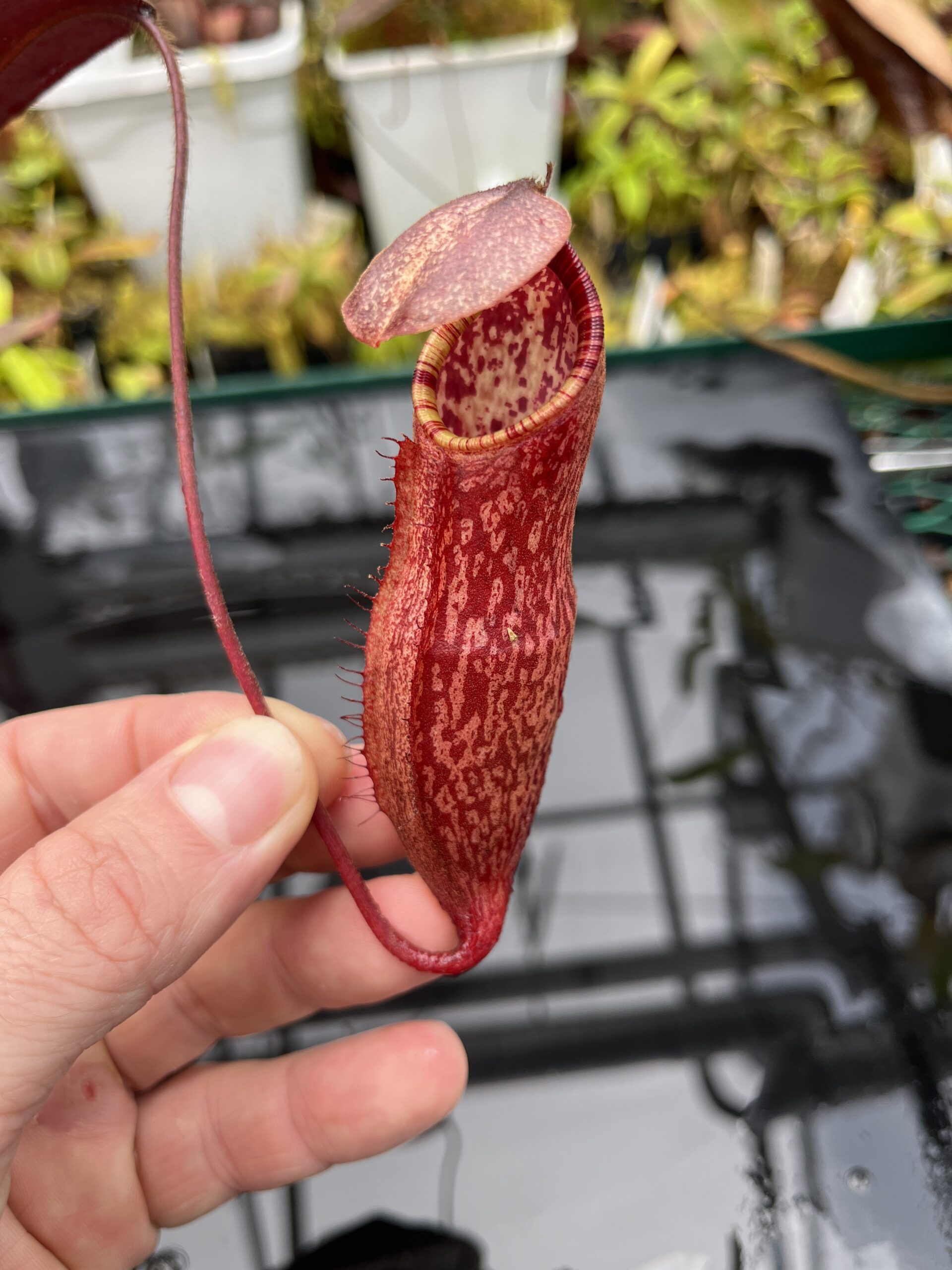 Close Up of Nepenthes peltata | Borneo Exotics | BE-4613 | IN25719