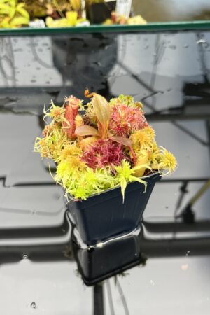 Close Up of Nepenthes peltata x edwardsiana | Andreas Wistuba | AW-01 | IN25835