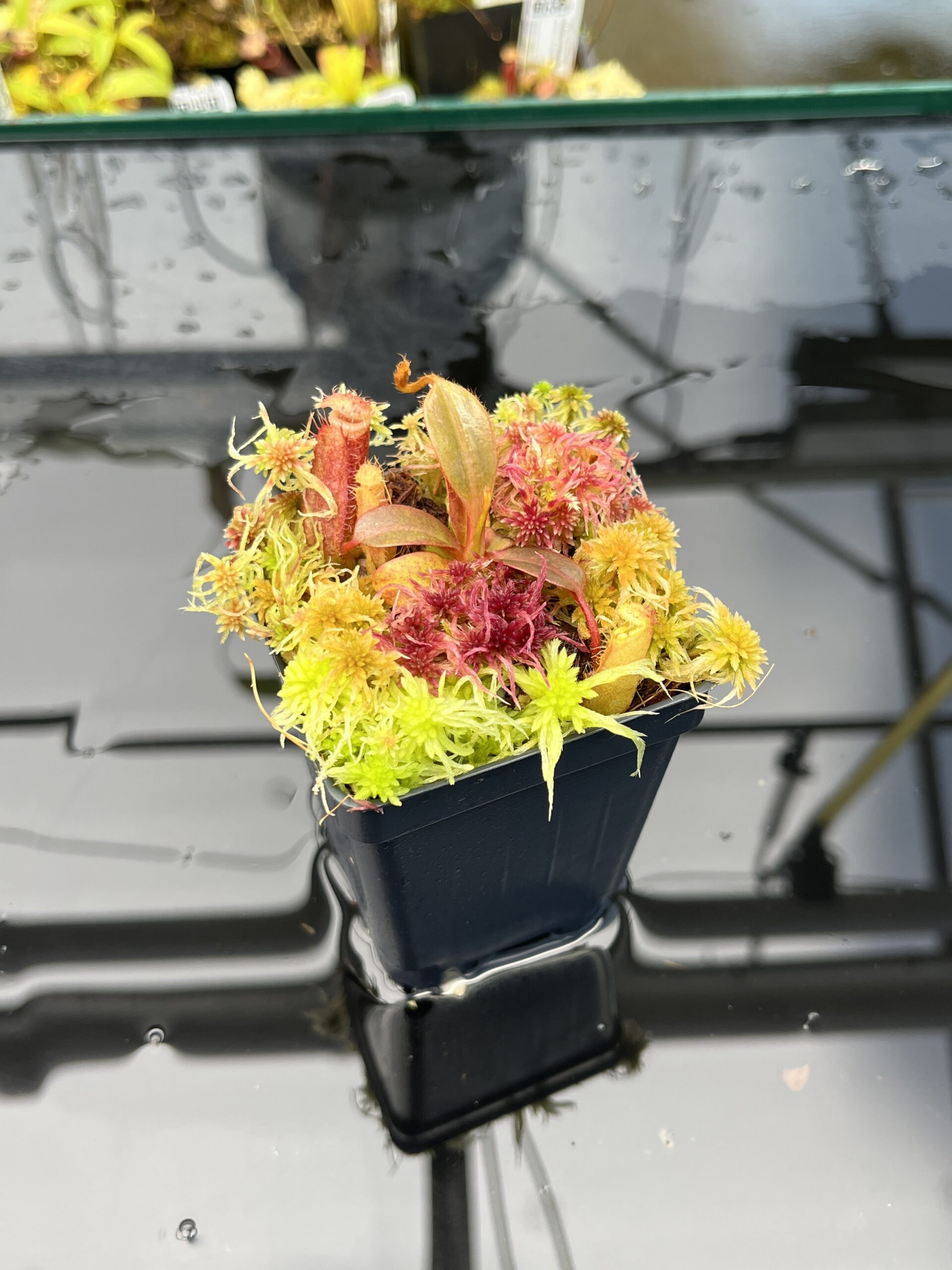 Close Up of Nepenthes peltata x edwardsiana | Andreas Wistuba | AW-01 | IN25835