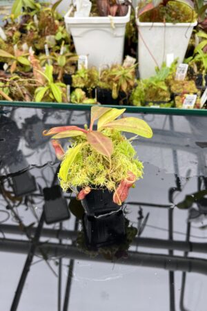 Close Up of Nepenthes peltata x ovata | Randomly selected from various clones (RSC) | Andreas Wistuba | AW-Nx_peltXov.1 | IN25644