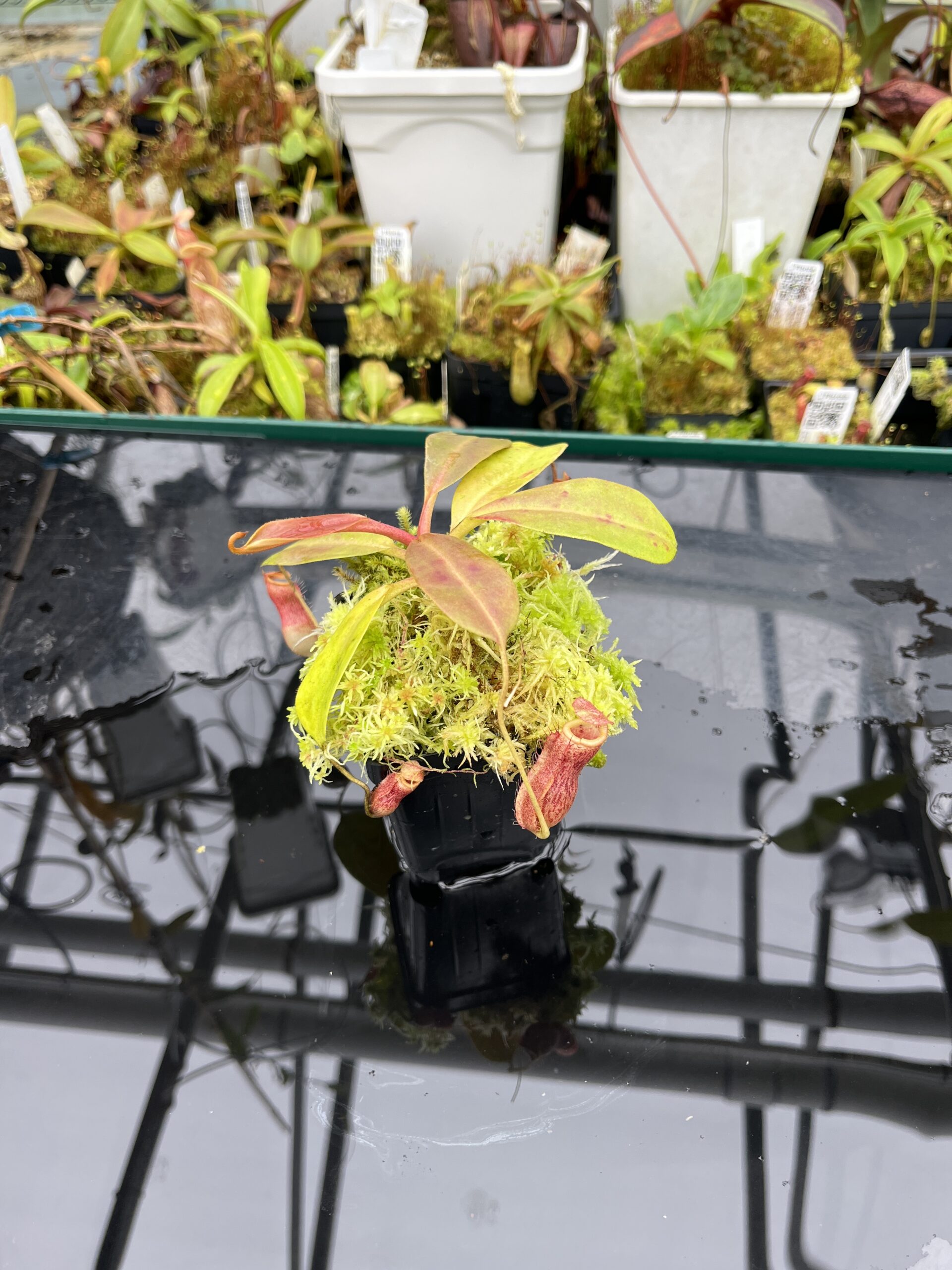Close Up of Nepenthes peltata x ovata | Randomly selected from various clones (RSC) | Andreas Wistuba | AW-Nx_peltXov.1 | IN25644