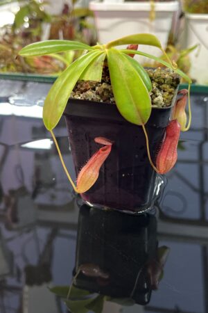 Close Up of Nepenthes pervillei (Tea Tavern, Seychelles) | Andreas Wistuba | AW-ISC | L25729