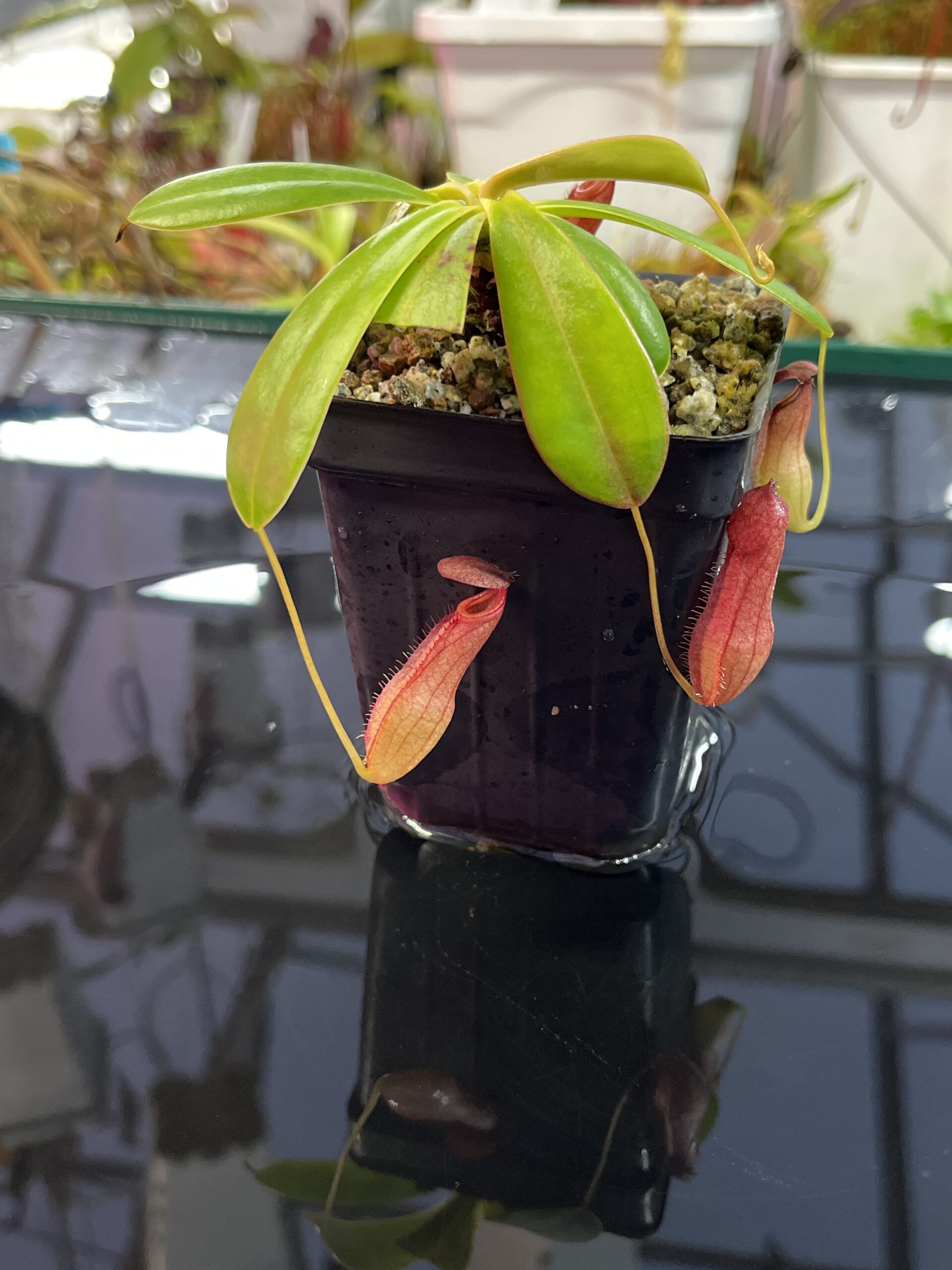 Close Up of Nepenthes pervillei (Tea Tavern, Seychelles) | Andreas Wistuba | AW-ISC | L25729
