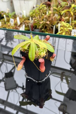 Close Up of Nepenthes pervillei (Tea Tavern, Seychelles) | Andreas Wistuba | AW-ISC | L25853