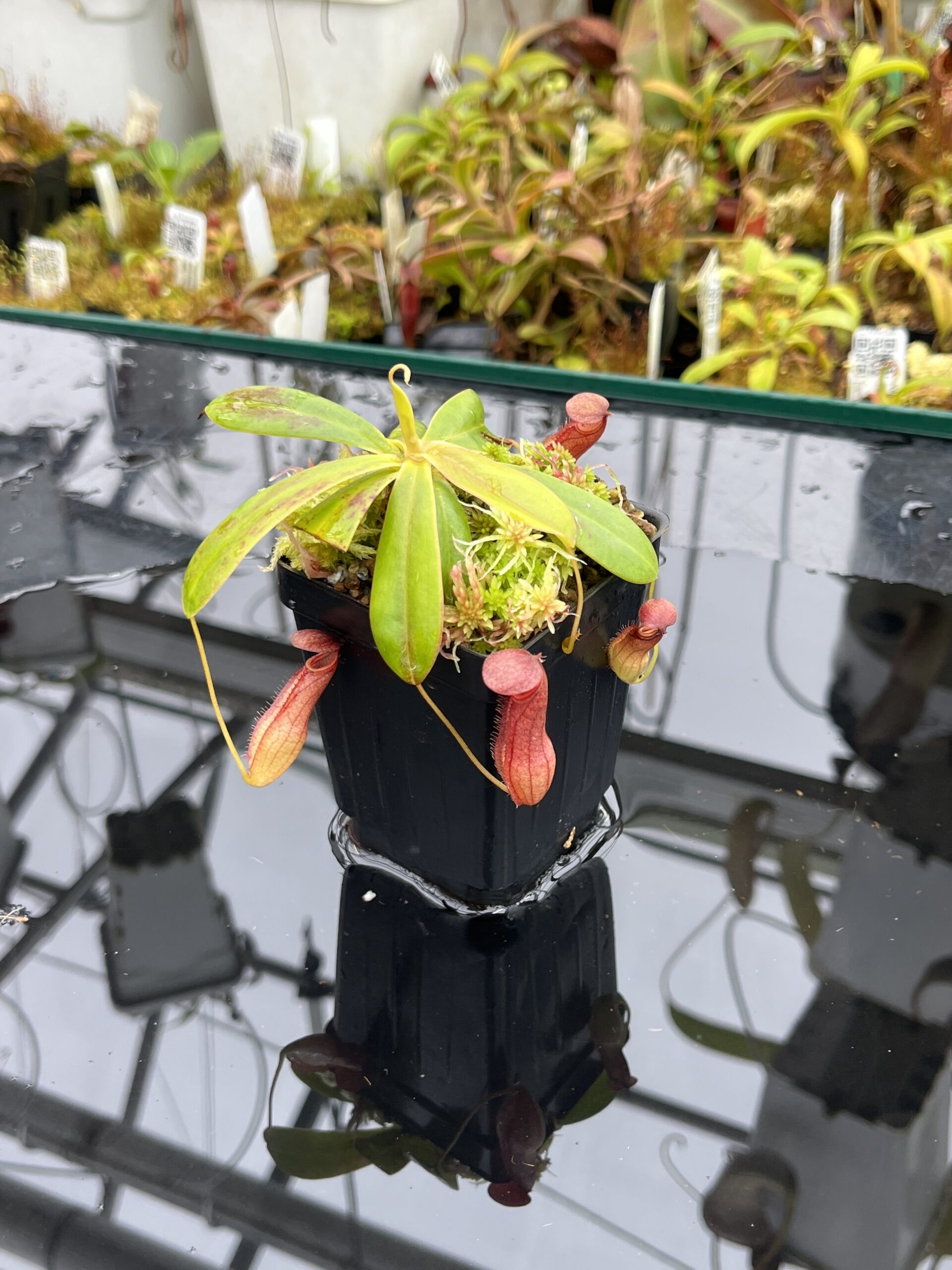 Close Up of Nepenthes pervillei (Tea Tavern, Seychelles) | Andreas Wistuba | AW-ISC | L25853