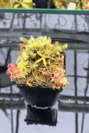 Close Up of Nepenthes pitopangii | Florae Collaborative | FC-060.IC | H25933
