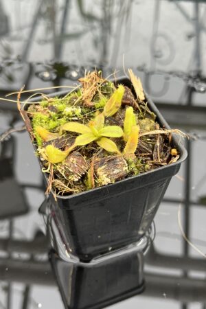 Close Up of Nepenthes platychila | PT | Florae Collaborative | FC-346.04 | H25689