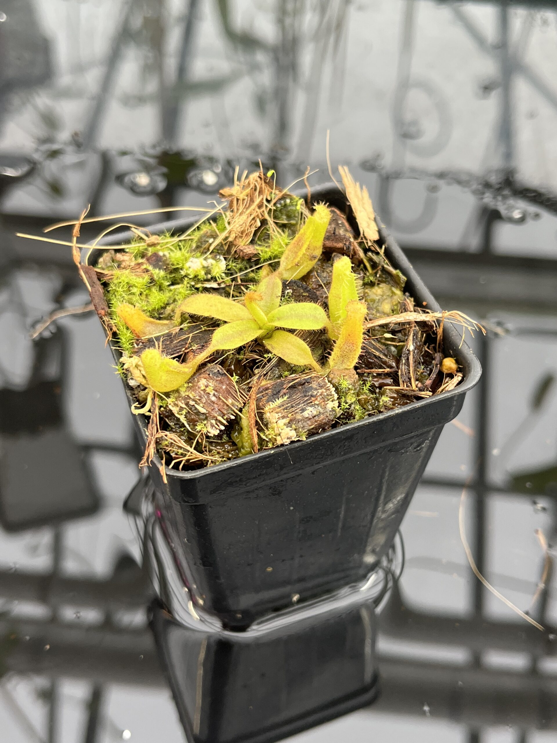 Close Up of Nepenthes platychila | PT | Florae Collaborative | FC-346.04 | H25689