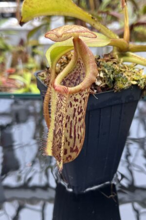 Close Up of Nepenthes platychila x robcantleyi | Borneo Exotics | BE-3946 | IN25718