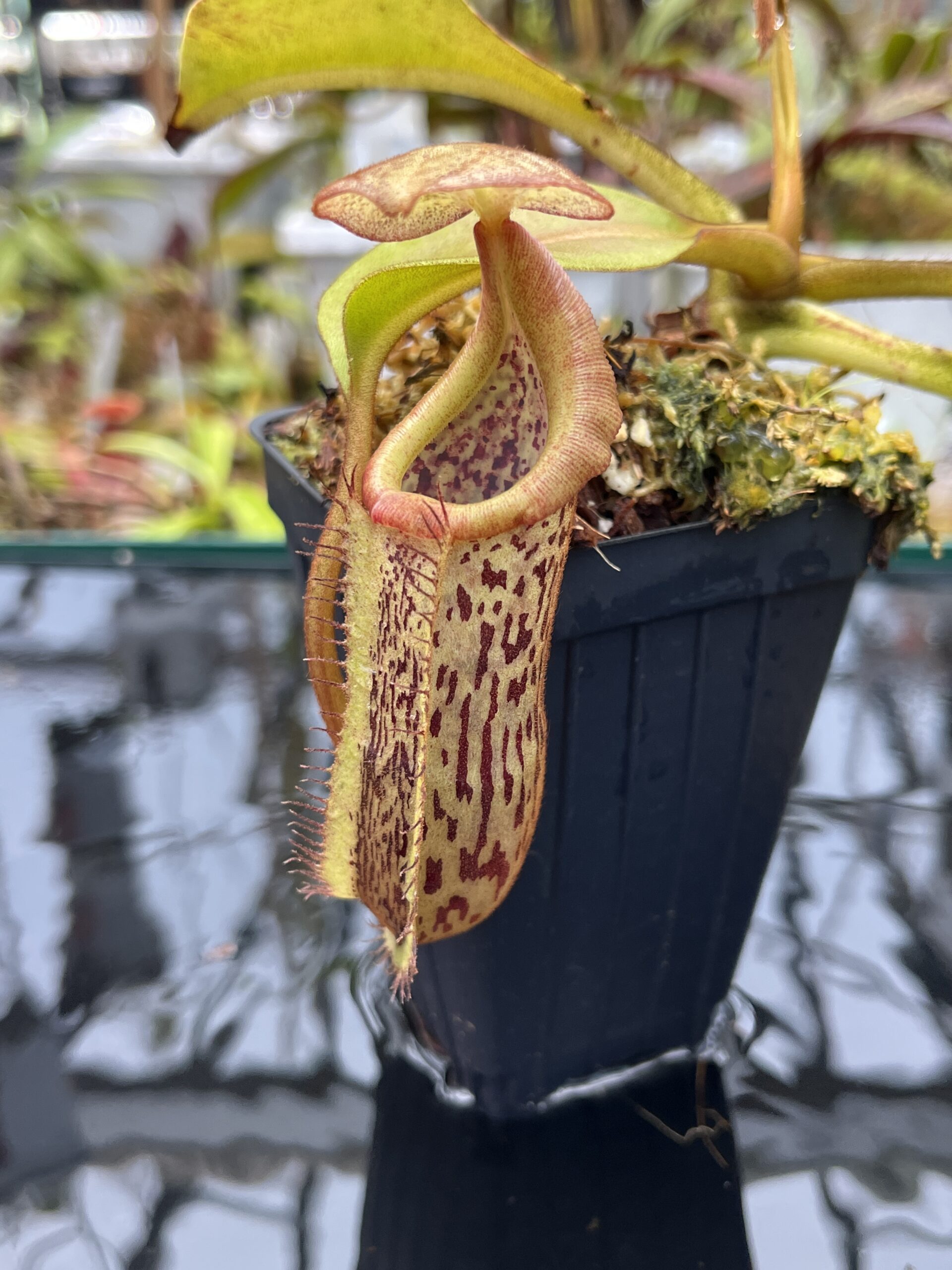 Close Up of Nepenthes platychila x robcantleyi | Borneo Exotics | BE-3946 | IN25718