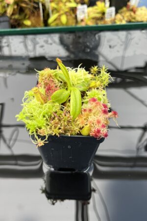 Close Up of Nepenthes pulchra (Kiamo Mindanao Philippines) | Andreas Wistuba | AW-01 | H25870