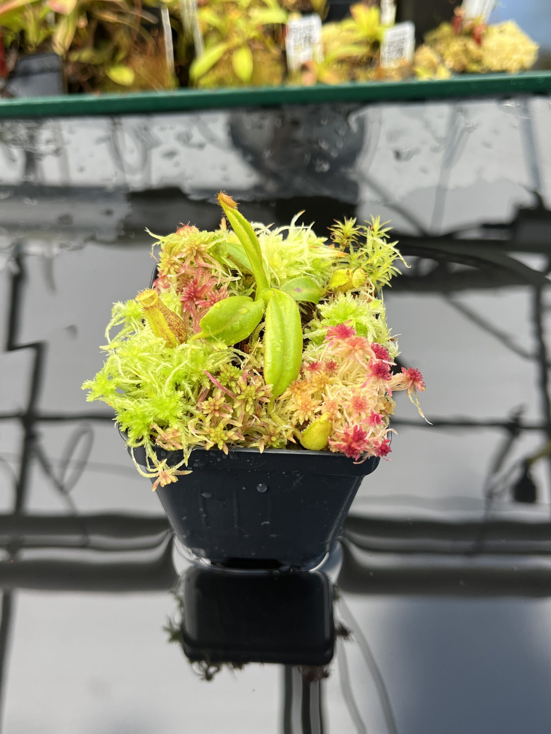 Close Up of Nepenthes pulchra (Kiamo Mindanao Philippines) | Andreas Wistuba | AW-01 | H25870