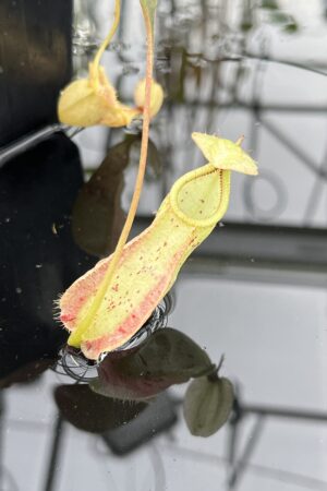 Close Up of Nepenthes rafflesiana white EP x 'Fukakusa' | Florae Collaborative | | L25908