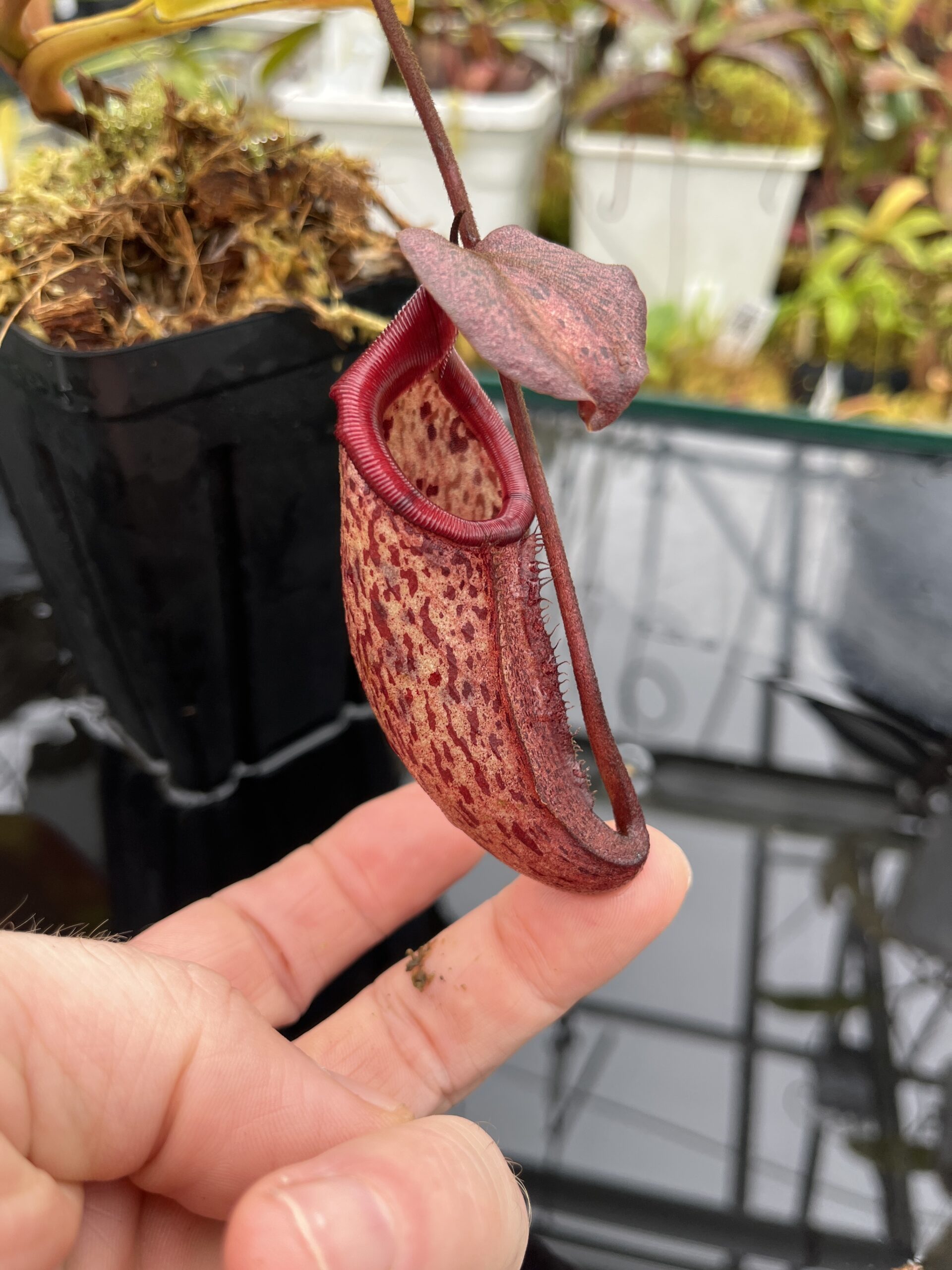Close Up of Nepenthes rajah x burbidgeae | Borneo Exotics | BE-4657 | H25778