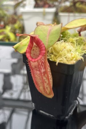 Close Up of Nepenthes rajah x (chaniana x veitchii) | Borneo Exotics | BE-4666 | IN25910