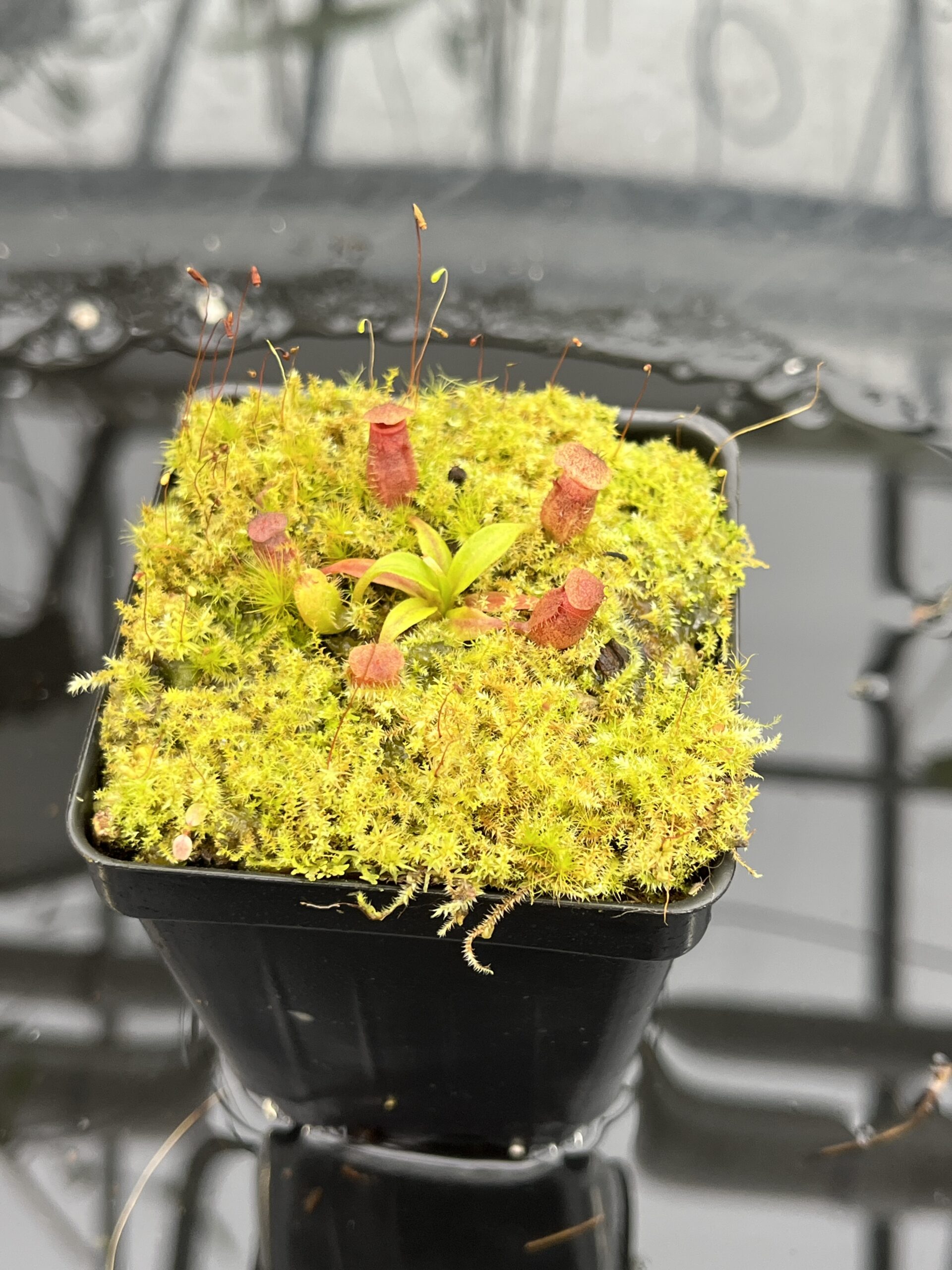 Close Up of Nepenthes rajah x edwardsiana | JH | Florae | Clone 2 | Jeremiah Harris | JH-96.02 | H25695