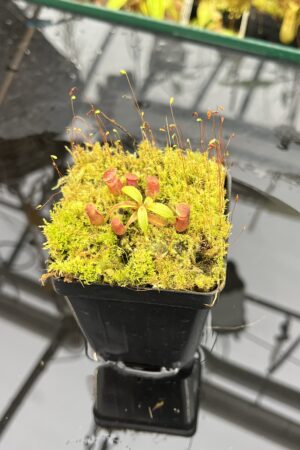 Close Up of Nepenthes rajah x edwardsiana | JH | Florae | Clone 2 | Jeremiah Harris | JH-96.02 | H25699