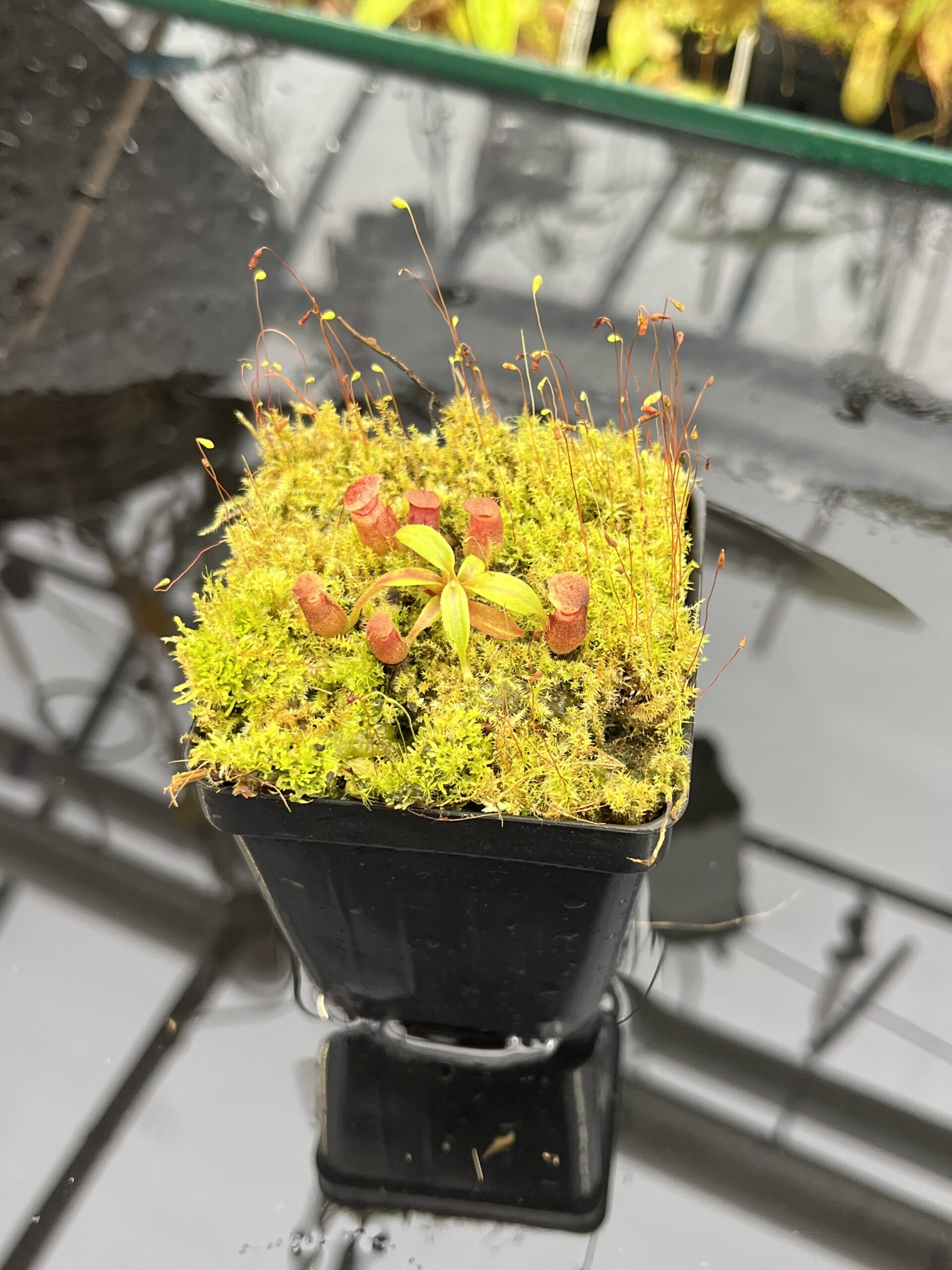 Close Up of Nepenthes rajah x edwardsiana | JH | Florae | Clone 2 | Jeremiah Harris | JH-96.02 | H25699