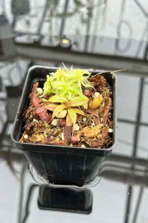 Close Up of Nepenthes rajah x edwardsiana | JH | Florae | Clone 2 | Jeremiah Harris | JH-96.02 | H25945