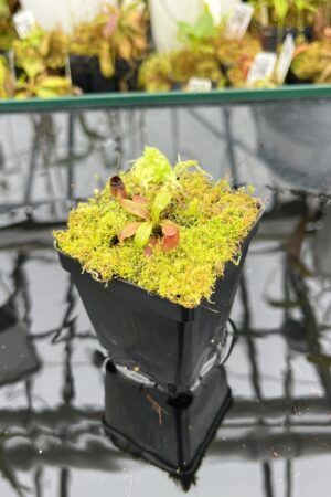 Close Up of Nepenthes rajah x edwardsiana | JH | Florae | Clone 2 | Jeremiah Harris | JH-96.02 | H25947