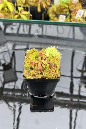 Close Up of Nepenthes rajah x edwardsiana | JH | Florae | Clone 2 | Jeremiah Harris | JH-96.02 | H25948