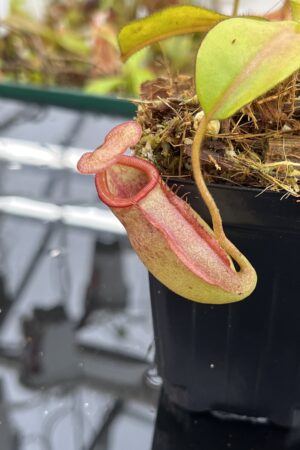 Close Up of Nepenthes rajah x veitchii | Borneo Exotics | BE-3730 | H25684