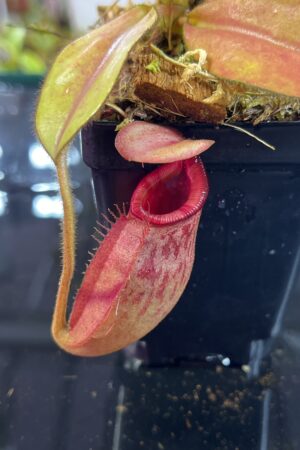 Close Up of Nepenthes rajah x veitchii | Borneo Exotics | BE-3730 | H25738