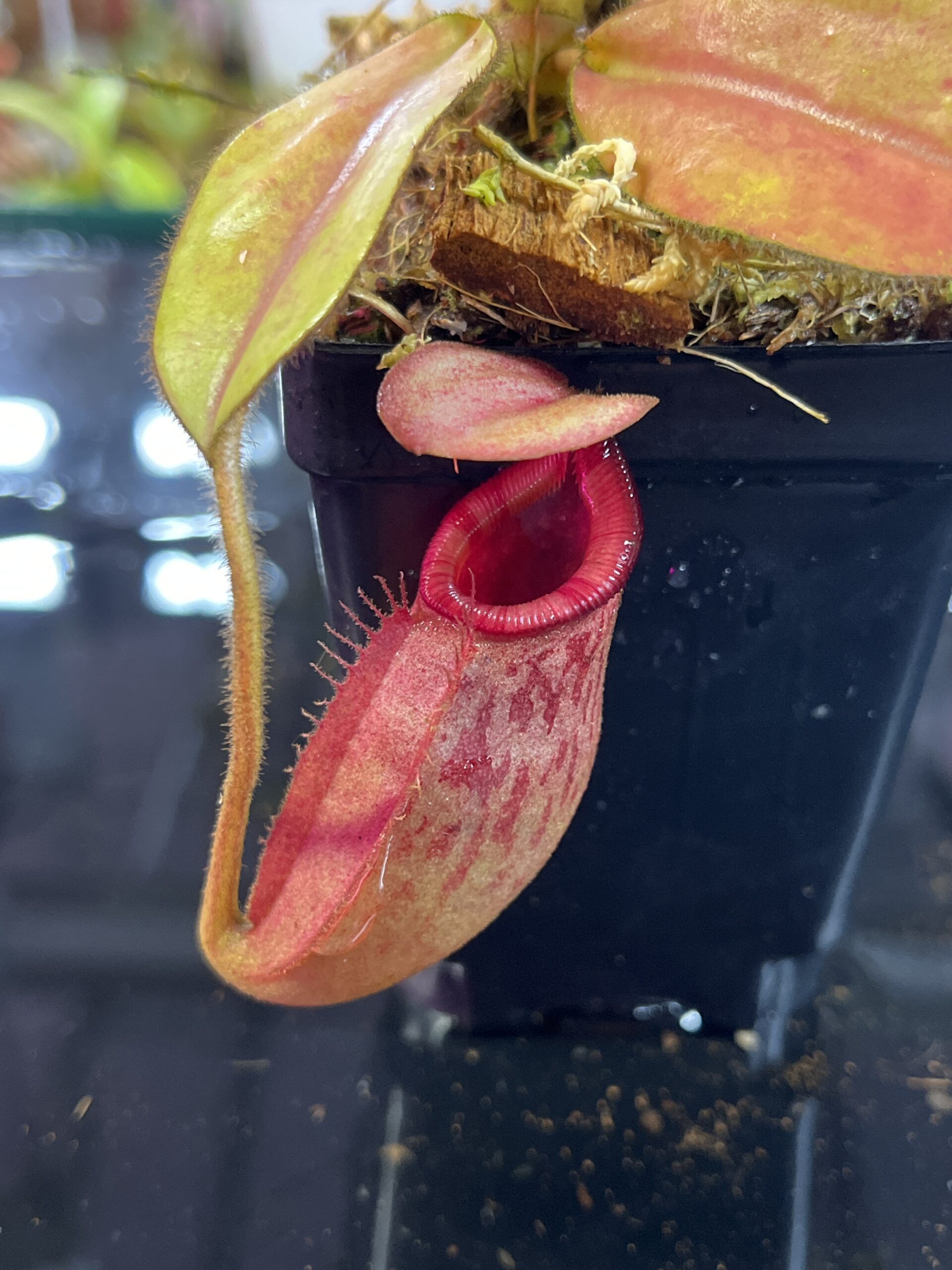 Close Up of Nepenthes rajah x veitchii | Borneo Exotics | BE-3730 | H25738