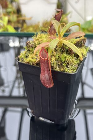 Close Up of Nepenthes ramispina x singalana | Borneo Exotics | BE-3829 | H25749