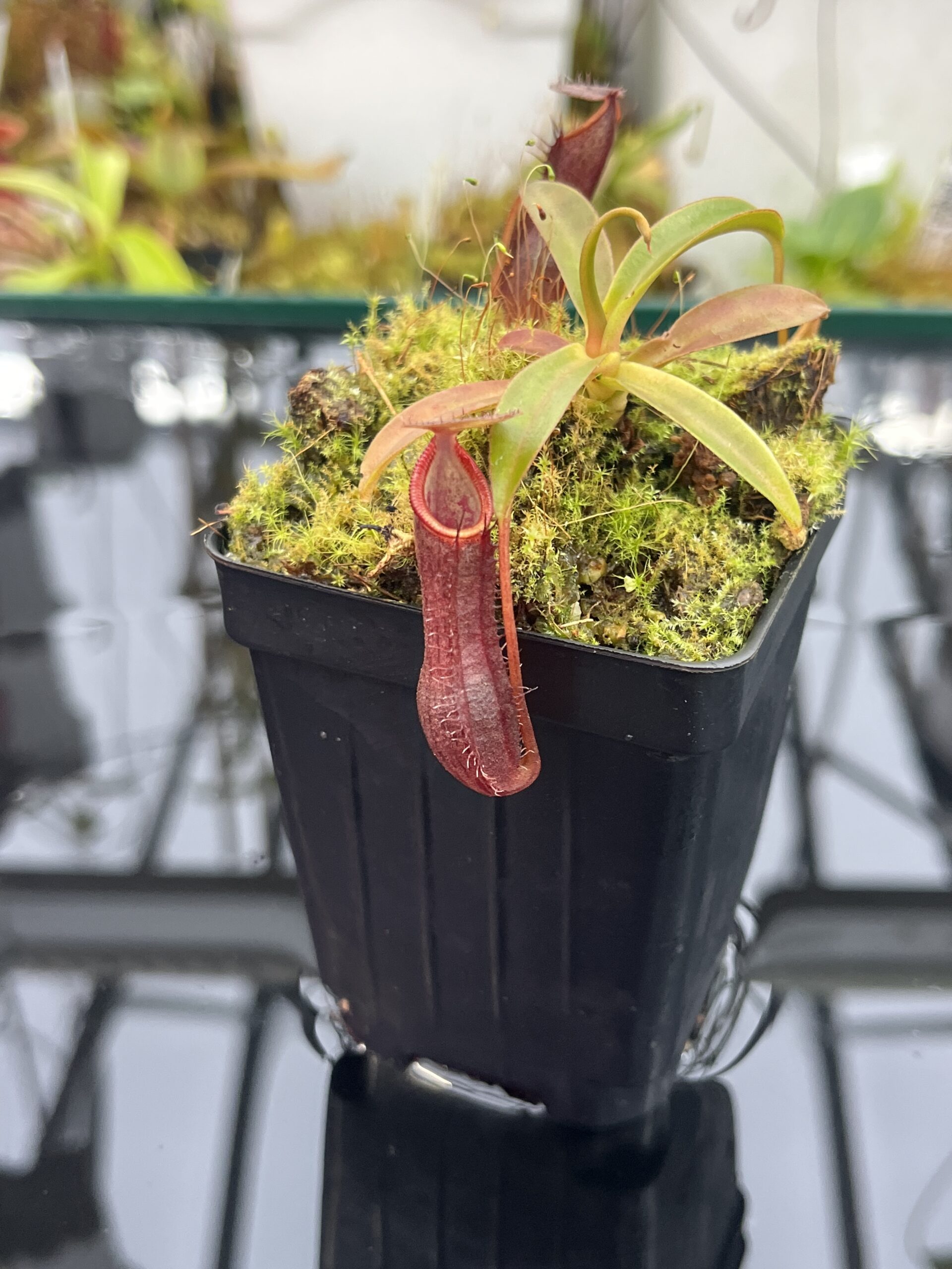 Close Up of Nepenthes ramispina x singalana | Borneo Exotics | BE-3829 | H25749