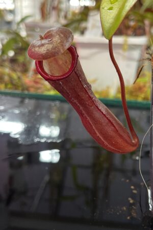 Close Up of Nepenthes ramispina x ventricosa | Borneo Exotics | BE-4537 | H25734
