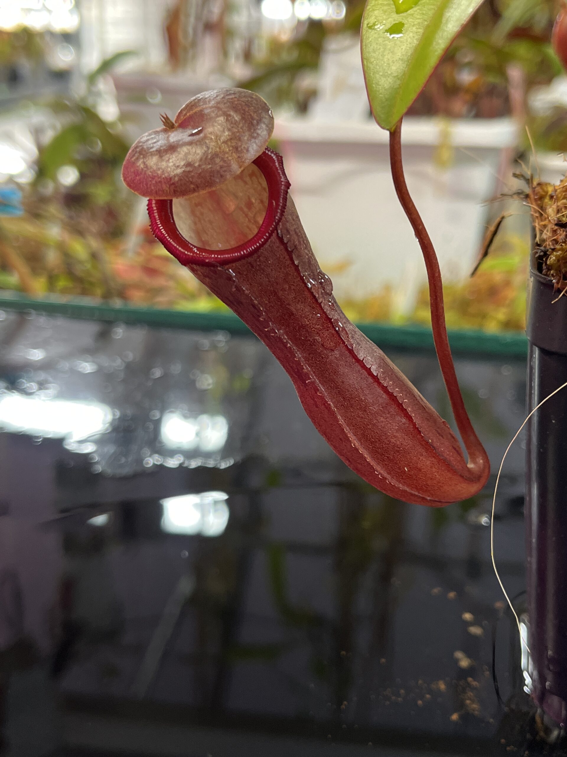 Close Up of Nepenthes ramispina x ventricosa | Borneo Exotics | BE-4537 | H25734