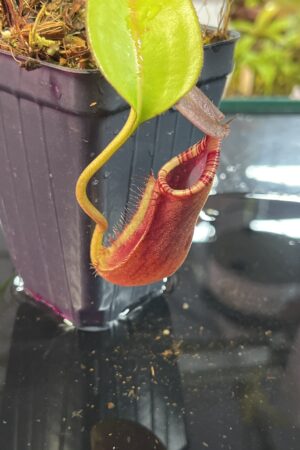 Close Up of Nepenthes robcantleyi x lowii | Andreas Wistuba | AW-(ISC) | H25737