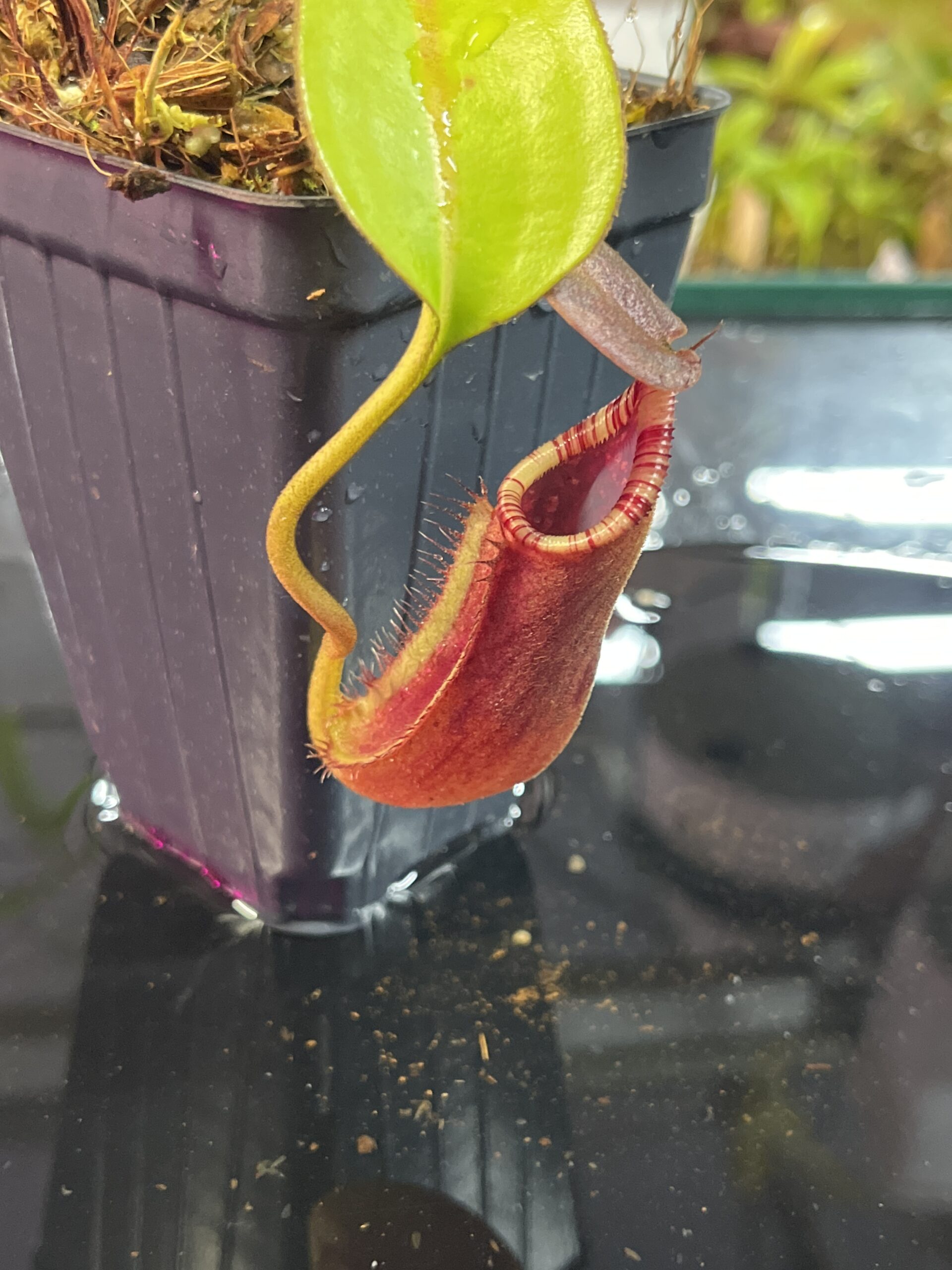 Close Up of Nepenthes robcantleyi x lowii | Andreas Wistuba | AW-(ISC) | H25737